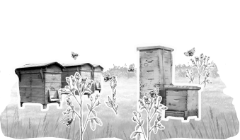 Illustration showing irregular nectar flow patterns in beekeeping practice